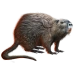 Item coypu 01