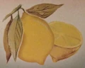 Lemon.png