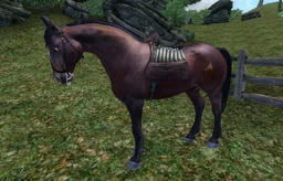 Bay Horse