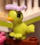Parrot