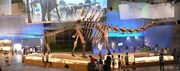 Supersaurus skeleton