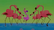 Flamingo