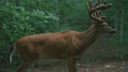Deer Forest