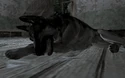 Dog resting All Ghillied Up COD4