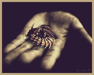 Horned Baby Dragon
