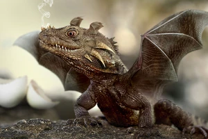 Little dragon
