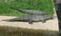 Gharial.jpg