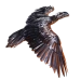 Item thick-billedraven 01