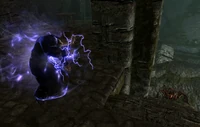 Kornalus Attacked Spiders