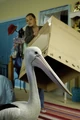 Cleo Capturing Pelican