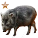 Item peccary bronze 01