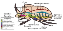 Internal morphology of Coleoptera.svg