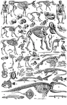 Skeletons