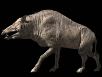 Entelodon 02