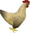 Chicken old
