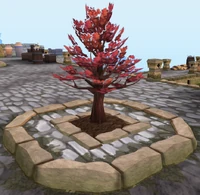 Cherry Tree