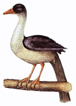 Tree Duck