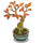 Barberry Bonsai Tree-icon