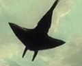 Felucian flying manta.jpg