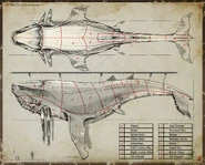 Whale sections