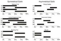 Gait graphs
