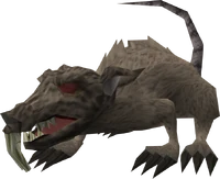 Zombie rat