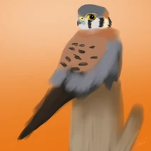 Kestrel