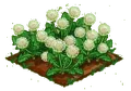 Dandelion 100.png