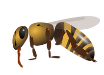 Honigbiene(Apis mellifera)