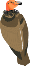 Vulture