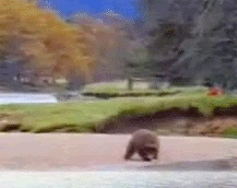 Bear_fight.gif