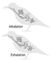 BirdRespiration.svg