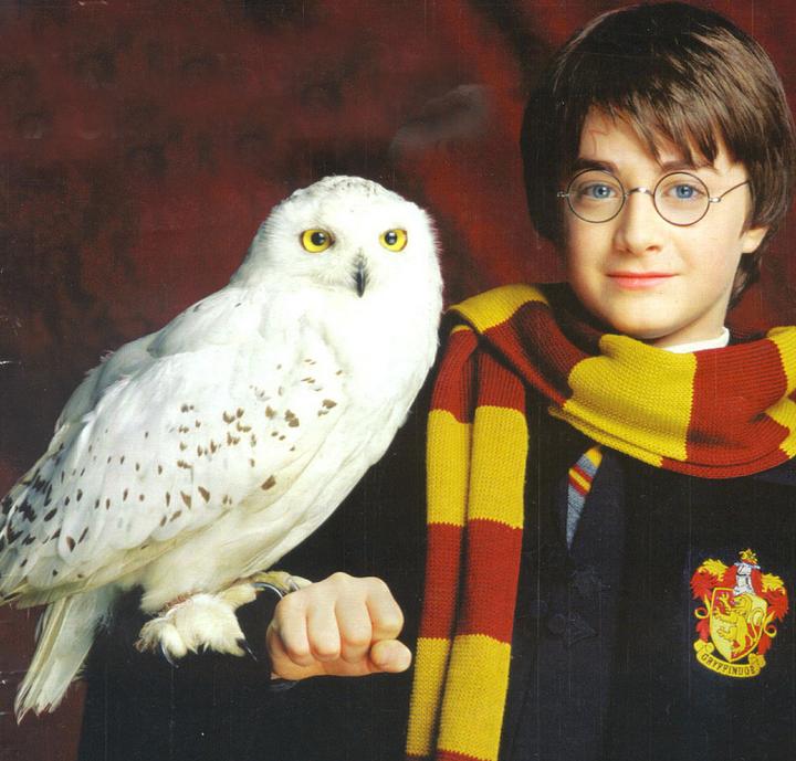 harry potter interactive creatures hedwig