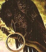 CuriousRaven
