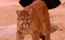 Guidemountainlion