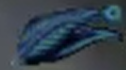 Peacock feathers