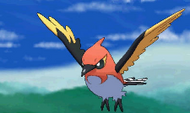 Fletchinder Pokemon XY.png (57 KB) Fletchinder Pokemon XY