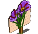 Saffron