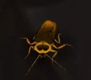 Cockroach