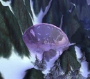 Transitus Shield