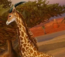 Barrens Giraffe