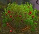Mana Berry Bush