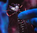 Arachnoid