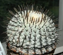 Copiapoa cinerea
