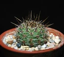 Echinopsis aurea