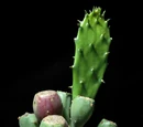 Opuntia humifusa