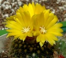 Parodia formosa
