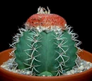 Melocactus matanzanus