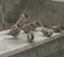 仆街鳥
