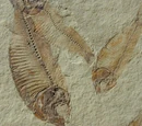 Gosiutichthys